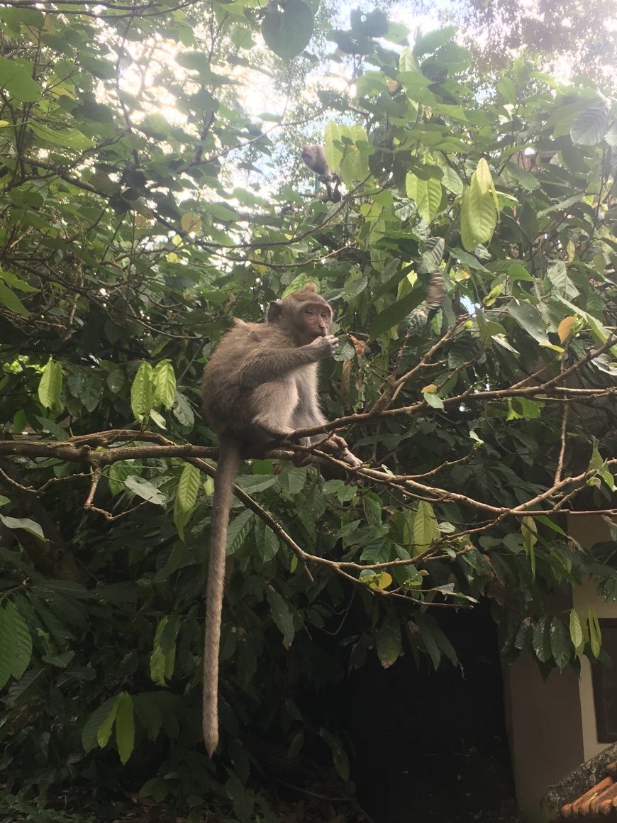 Monkey Eating His Mid Afternoon Snack