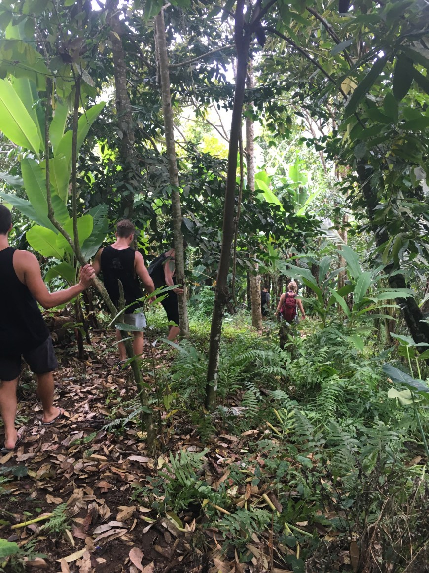 Walkind down the steep jungle hillside to find the waterfall