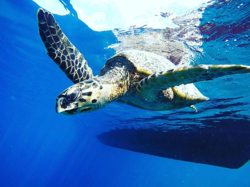 Turtle pal we met while snorkeling at Turtle Cove