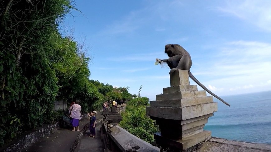 Monkey At Uluwatu Temple Eating A Snack He Stole