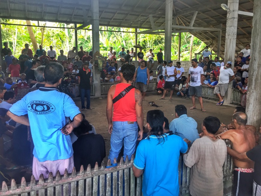 Stumbling Into A Cock Fight In Bali With An Arena Full Of Men