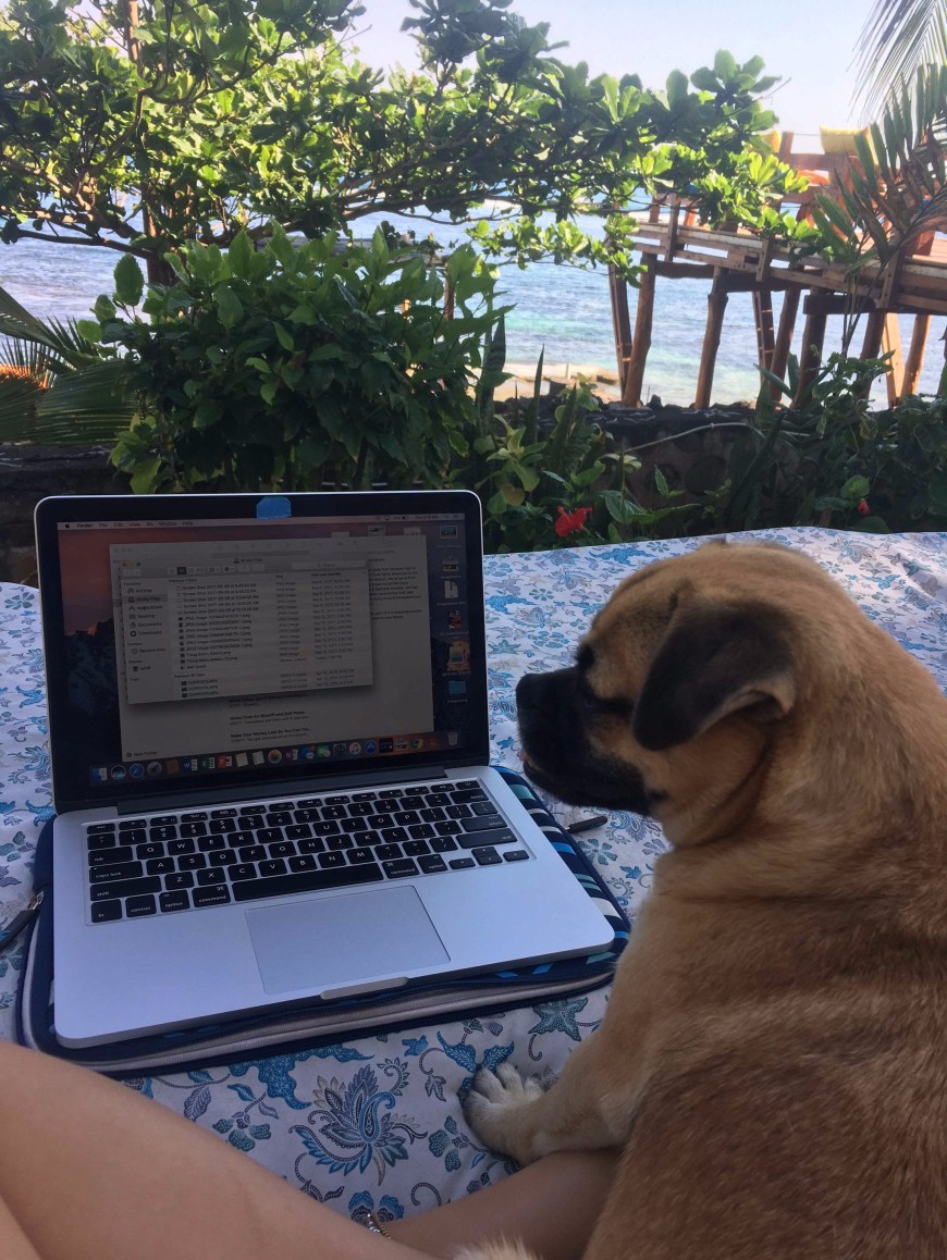 Working with the pups