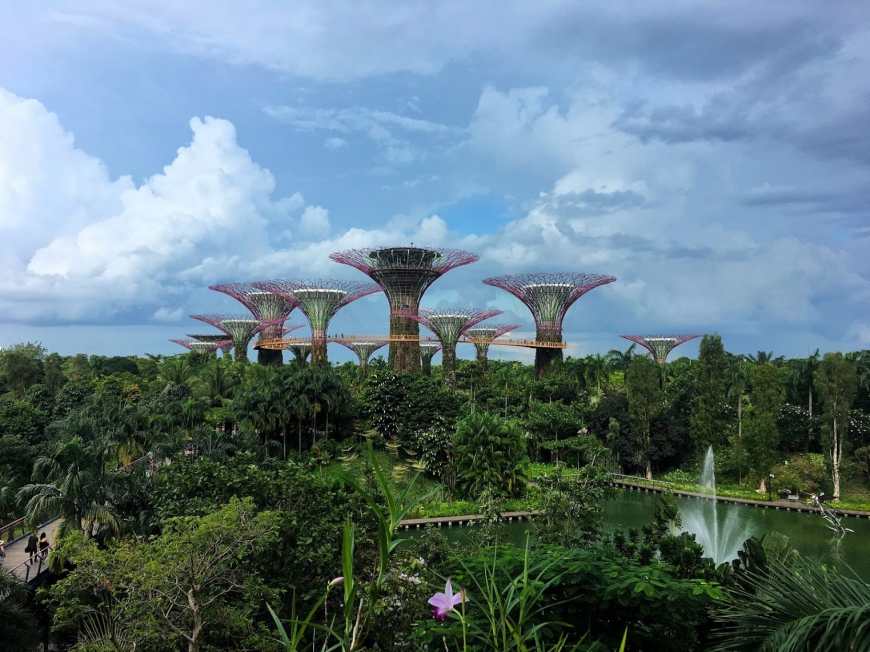 Singapore's supertree grove popping out of the forest with a pond and fountain in the foreground