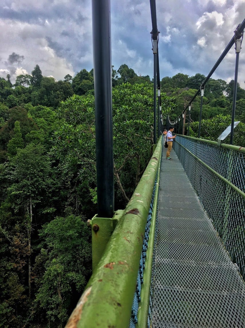 Green, hanging suspension bridge over a forest of trees with people walking on the far end of the bridge