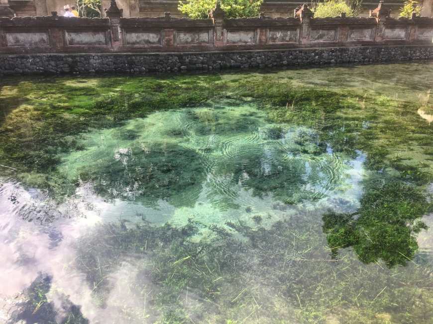The sacred pool bubbling up at TJ & Alli of Life Is Meant For Exploring at Tirta Empul in Bali, Indonesia