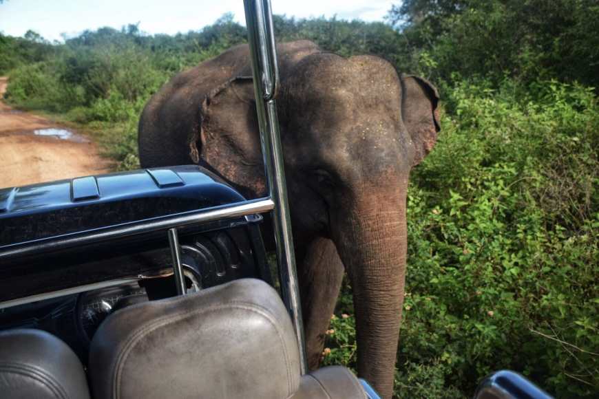 Elephant walking right next to the front of a safari jeep on a road inside Udawalawe national park in Sri Lanka