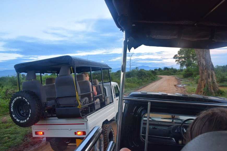 Safari jeeps driving down a dirt road in the middle of the jungle of Udawalawee nation park as sunrise takes place over the jungle